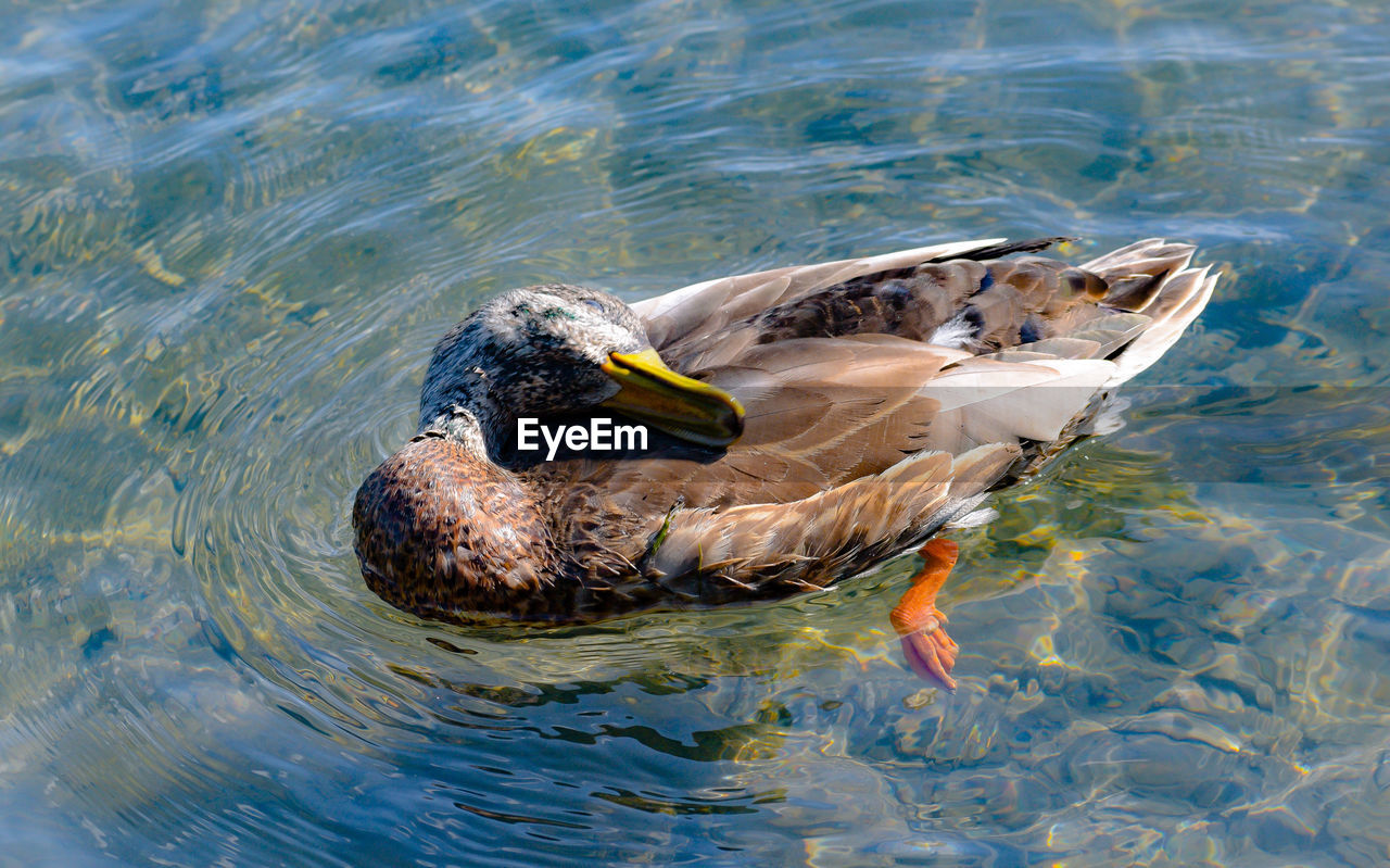 HIGH ANGLE VIEW OF DUCK SWIMMING ON LAKE