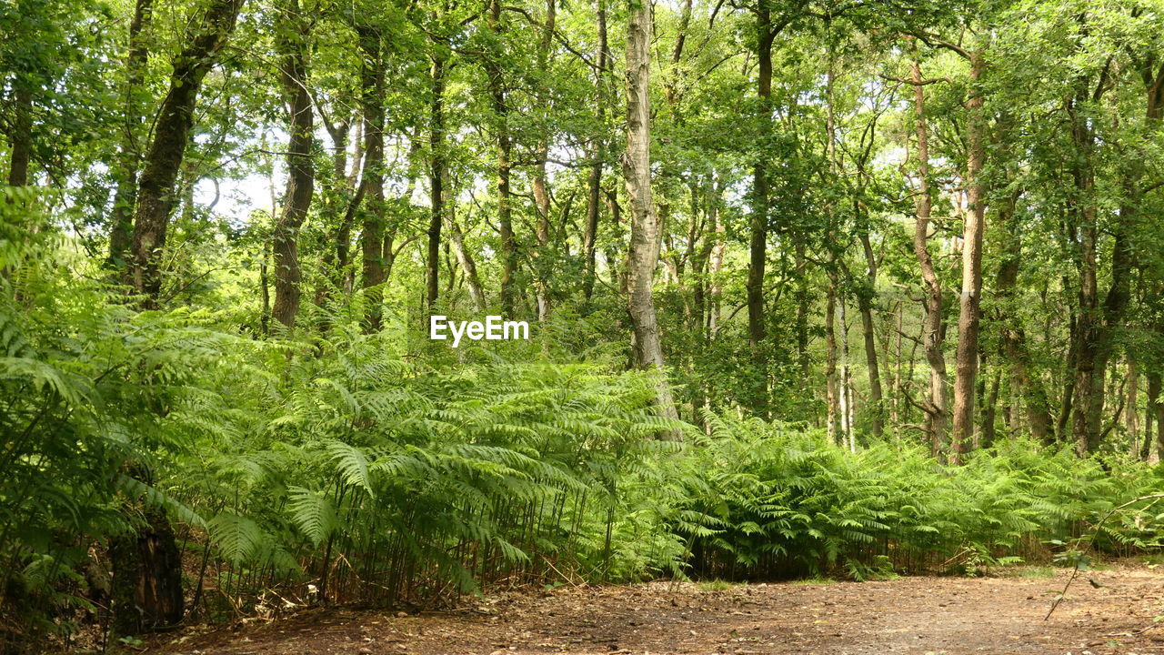 VIEW OF TREES IN FOREST