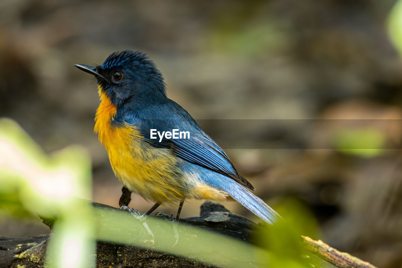 CLOSE-UP OF A BIRD PERCHING ON PLANT