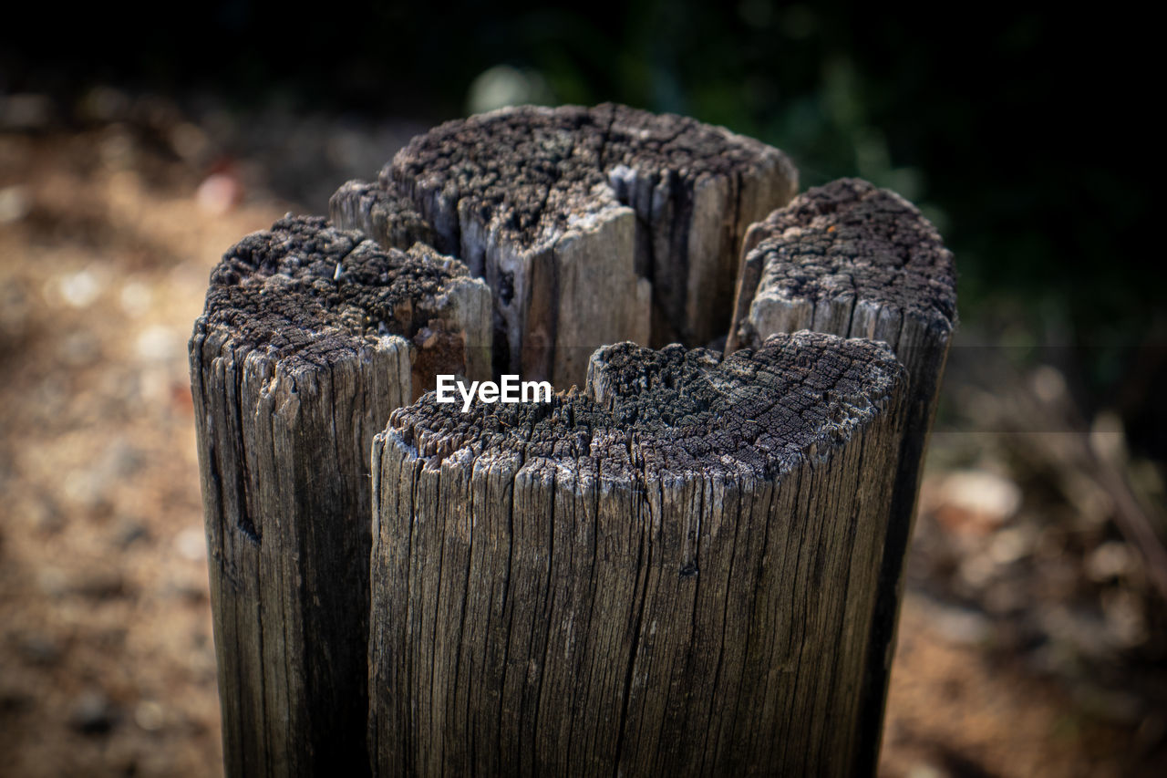 Close-up of wooden tree stump on field