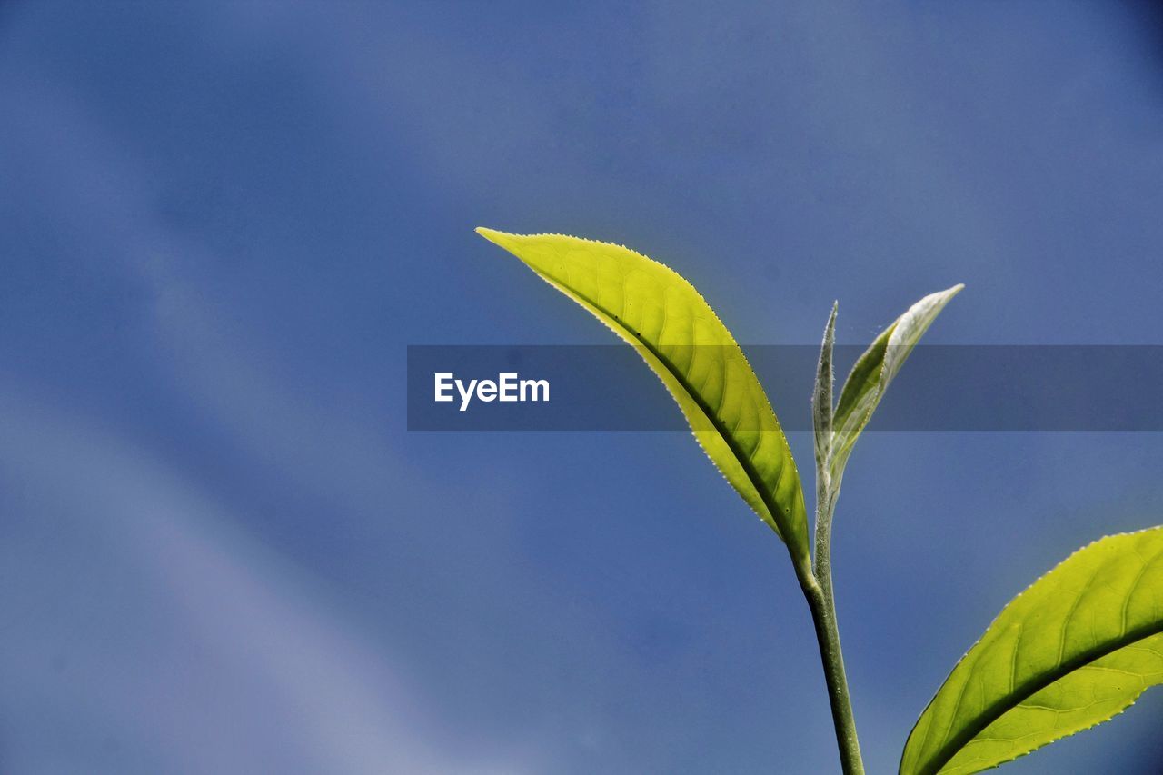 Low angle view of plant against blue sky