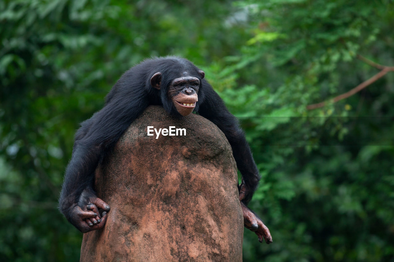 Chimpanzee sitting on rock against tree