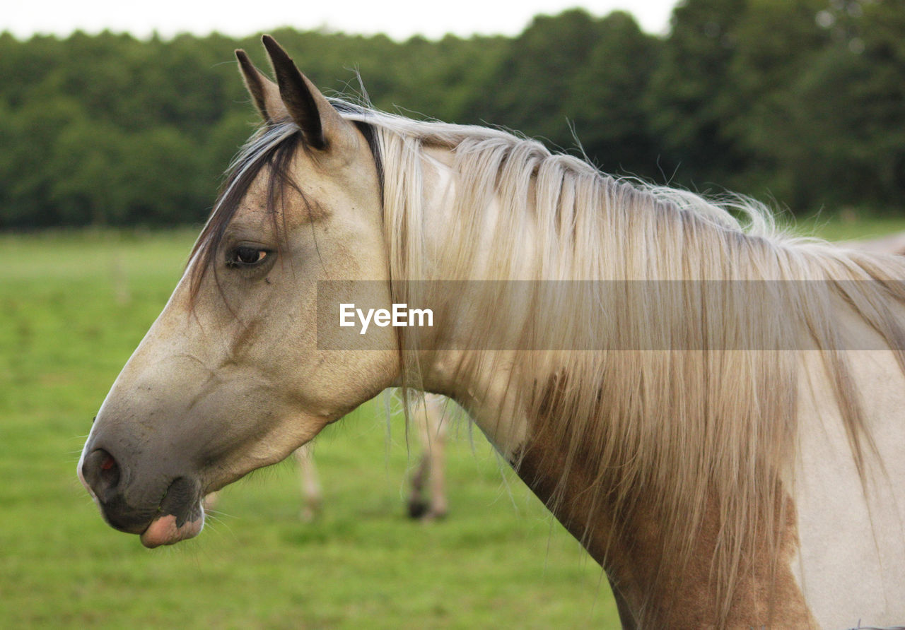 Close-up of horse standing on field