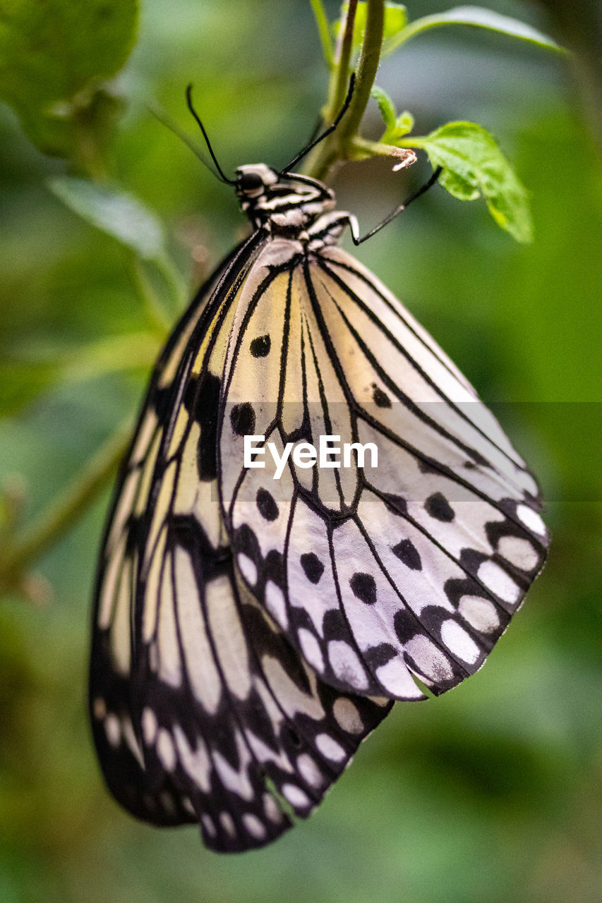 CLOSE-UP OF BUTTERFLY ON PLANT