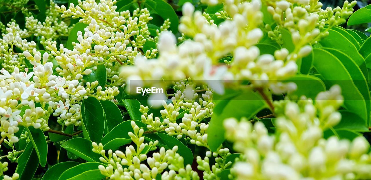 Close-up of white flowering plant