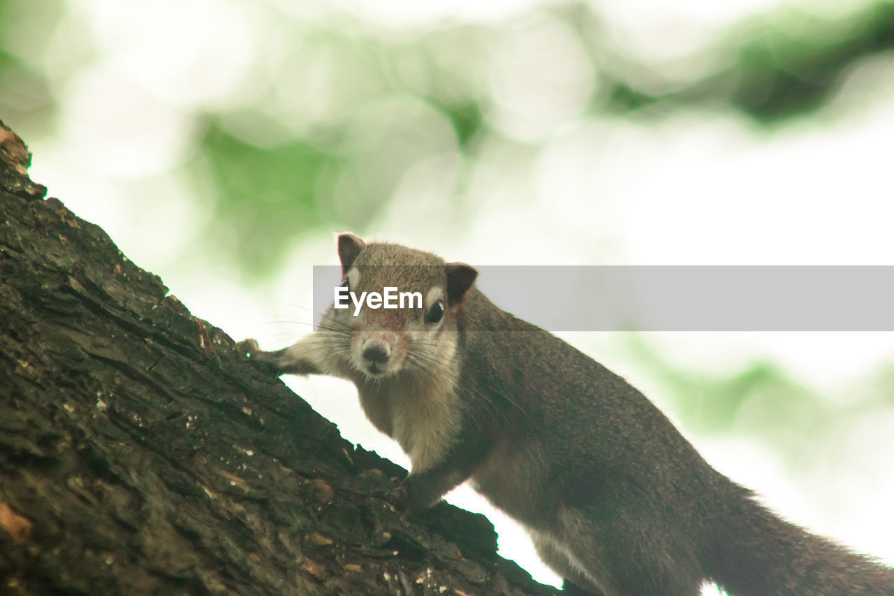 animal, animal themes, animal wildlife, mammal, one animal, wildlife, squirrel, nature, tree, rodent, no people, outdoors, cute, branch, plant, tree trunk, portrait, trunk, day, close-up, chipmunk