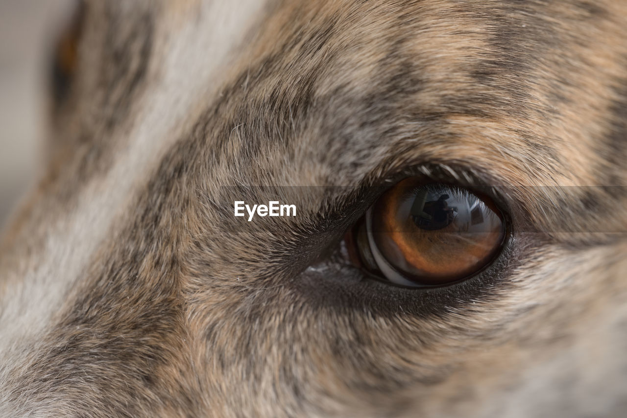 Super macro close up of pet dog greyhounds left eye. individual hair strands and pet dander