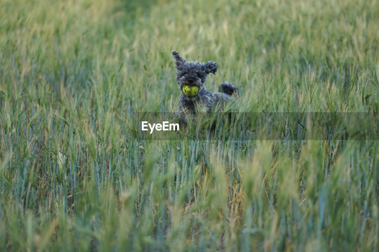 Cute 1 year old grey colored silver poodle dog jumping happily through a corn field at sunset