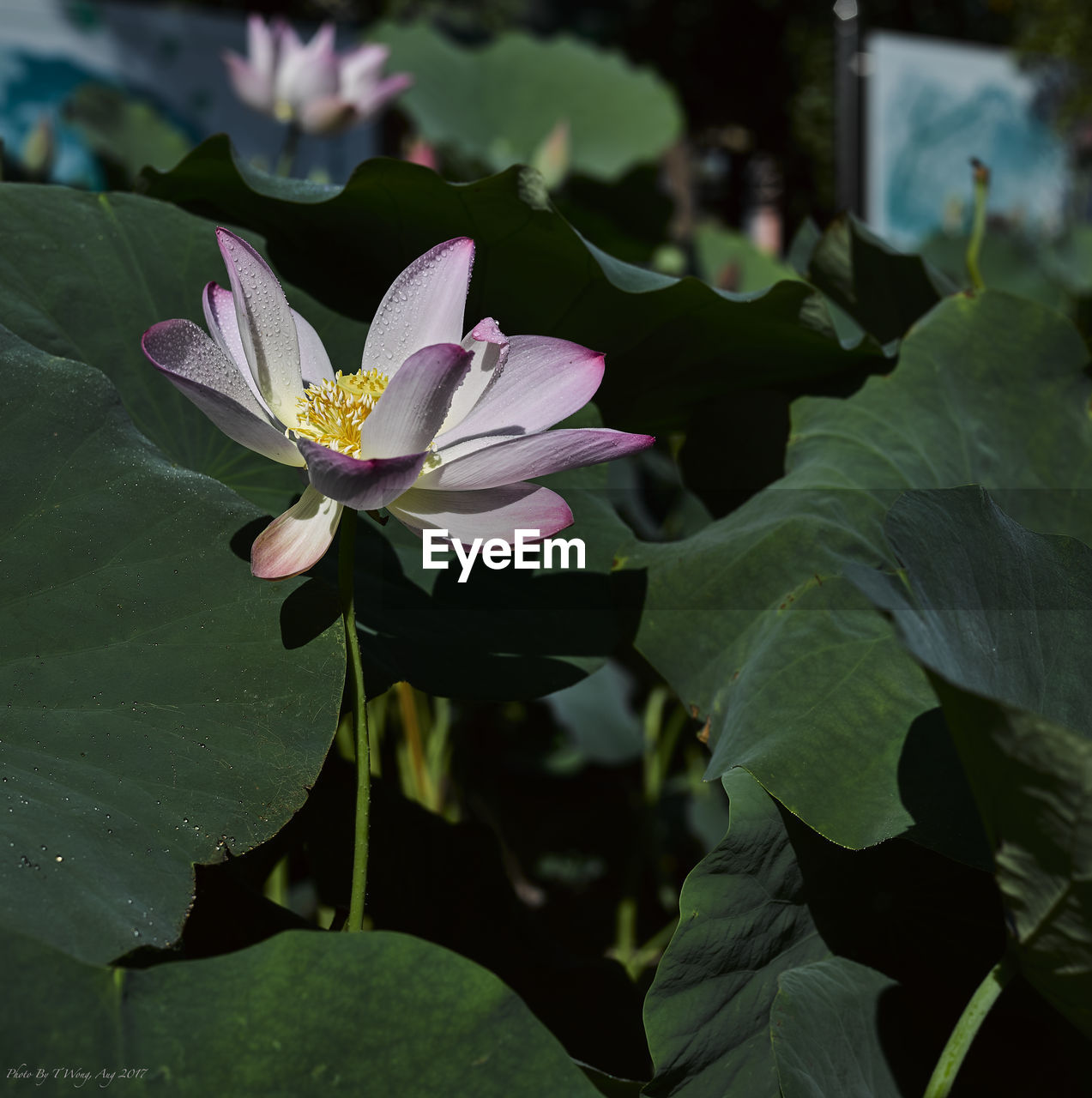 CLOSE-UP OF WATER LILY IN POND