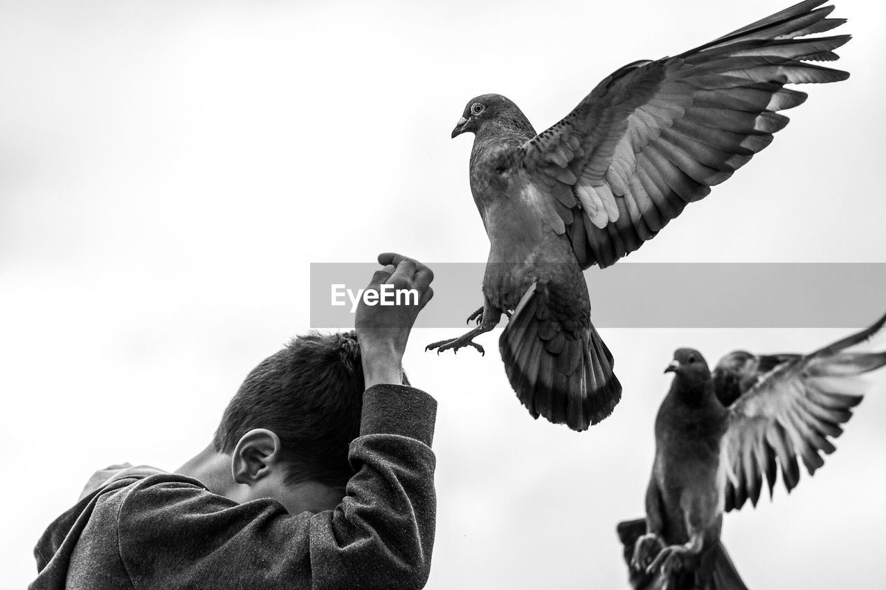 Low angle view of pigeons and boy