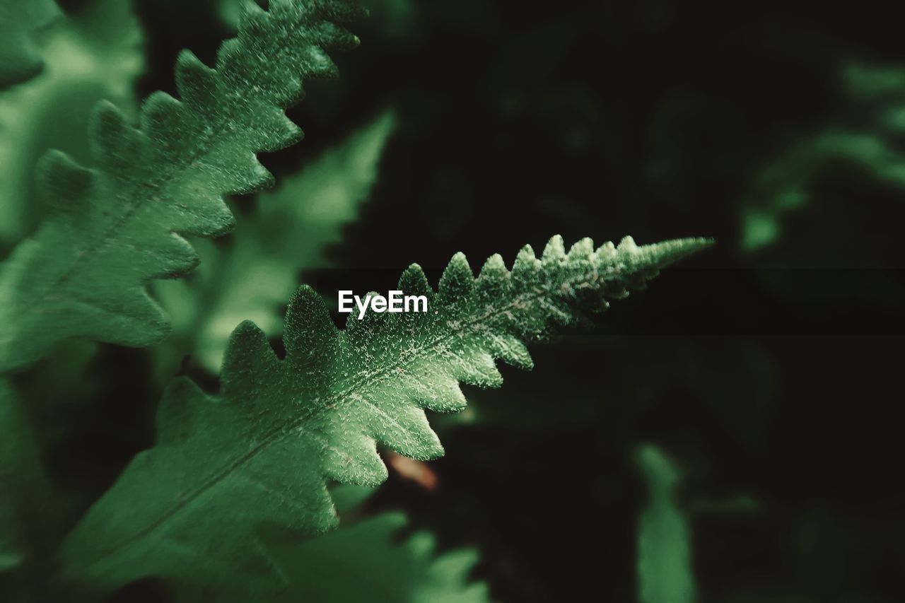 Close-up of green leaves