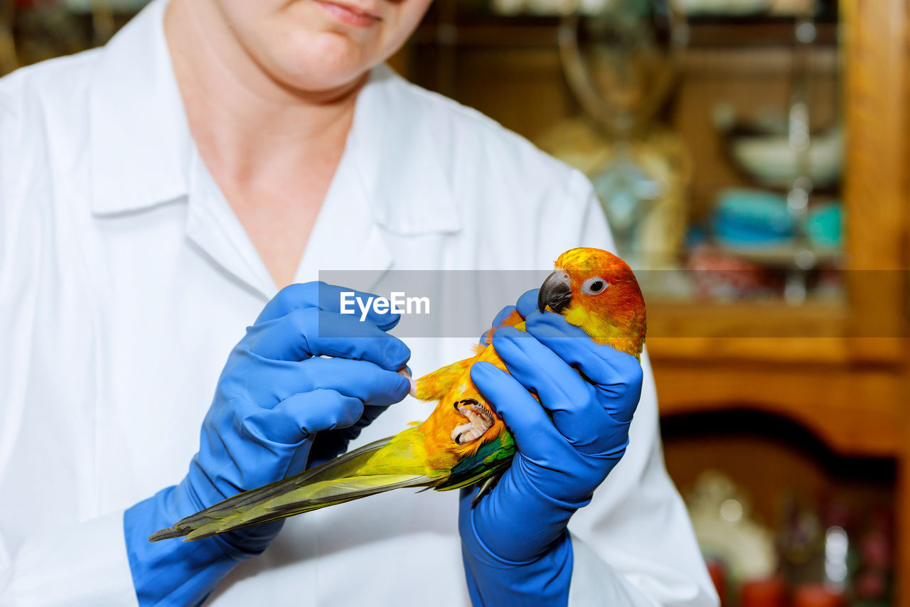 Midsection of female doctor examining bird