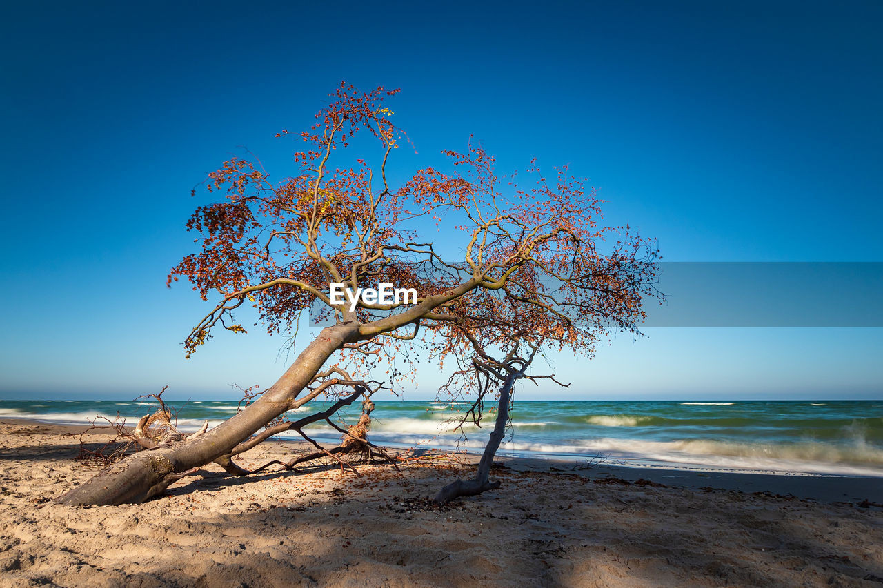 Tree on beach against clear blue sky