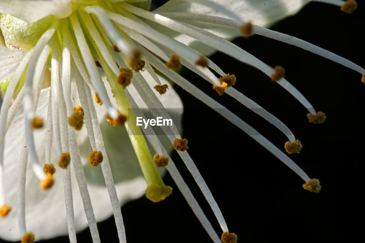 CLOSE-UP OF FLOWERING PLANTS