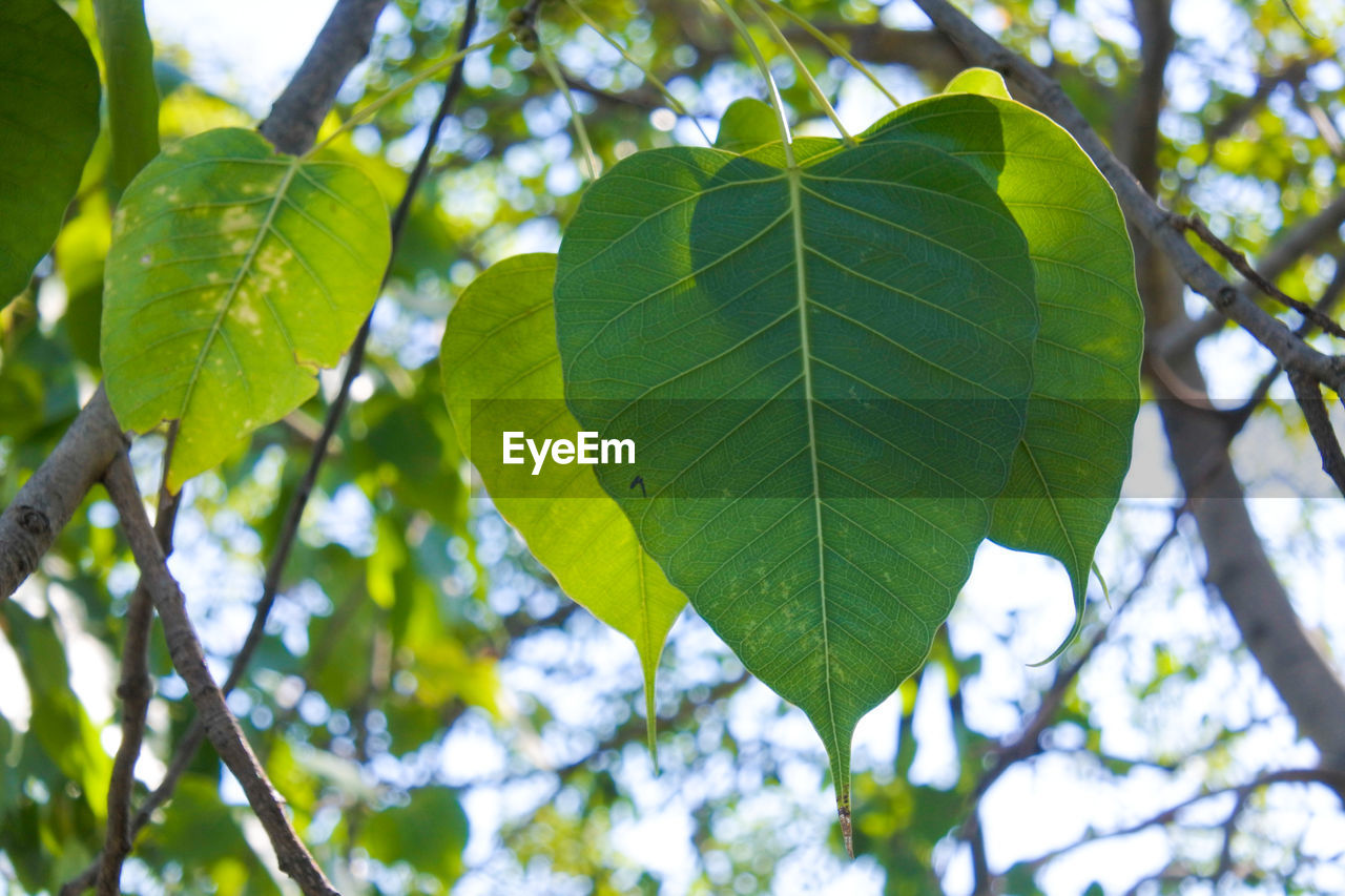 Low angle view of leaves on tree