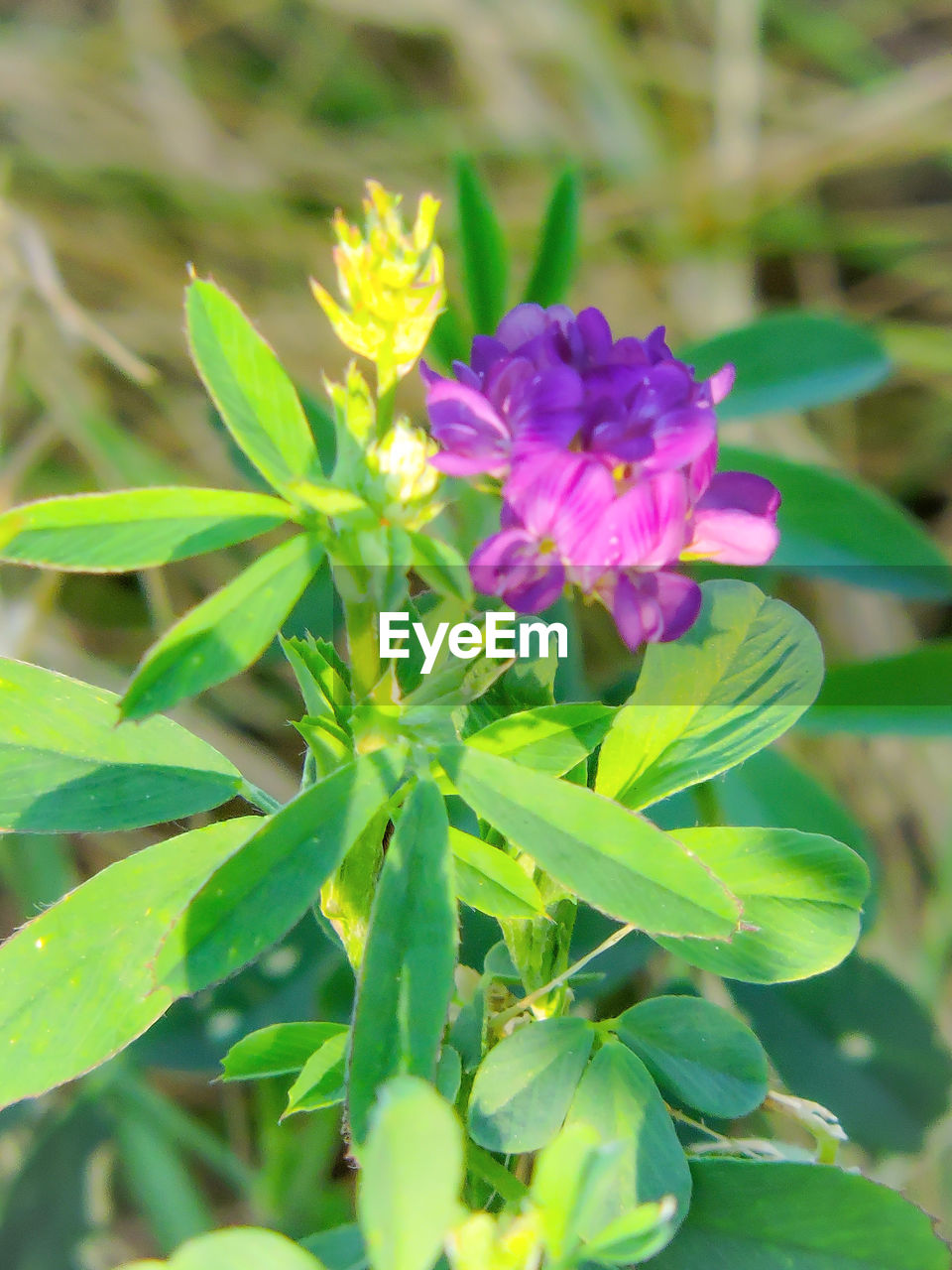 CLOSE-UP OF PURPLE FLOWERS BLOOMING OUTDOORS