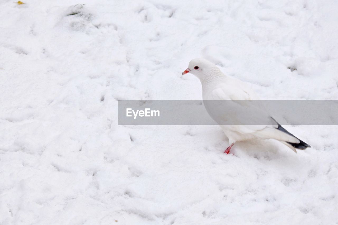 White pigeon perching on snow