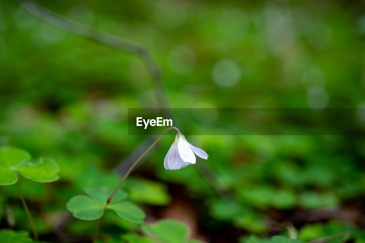 Close-up of white flowering plant