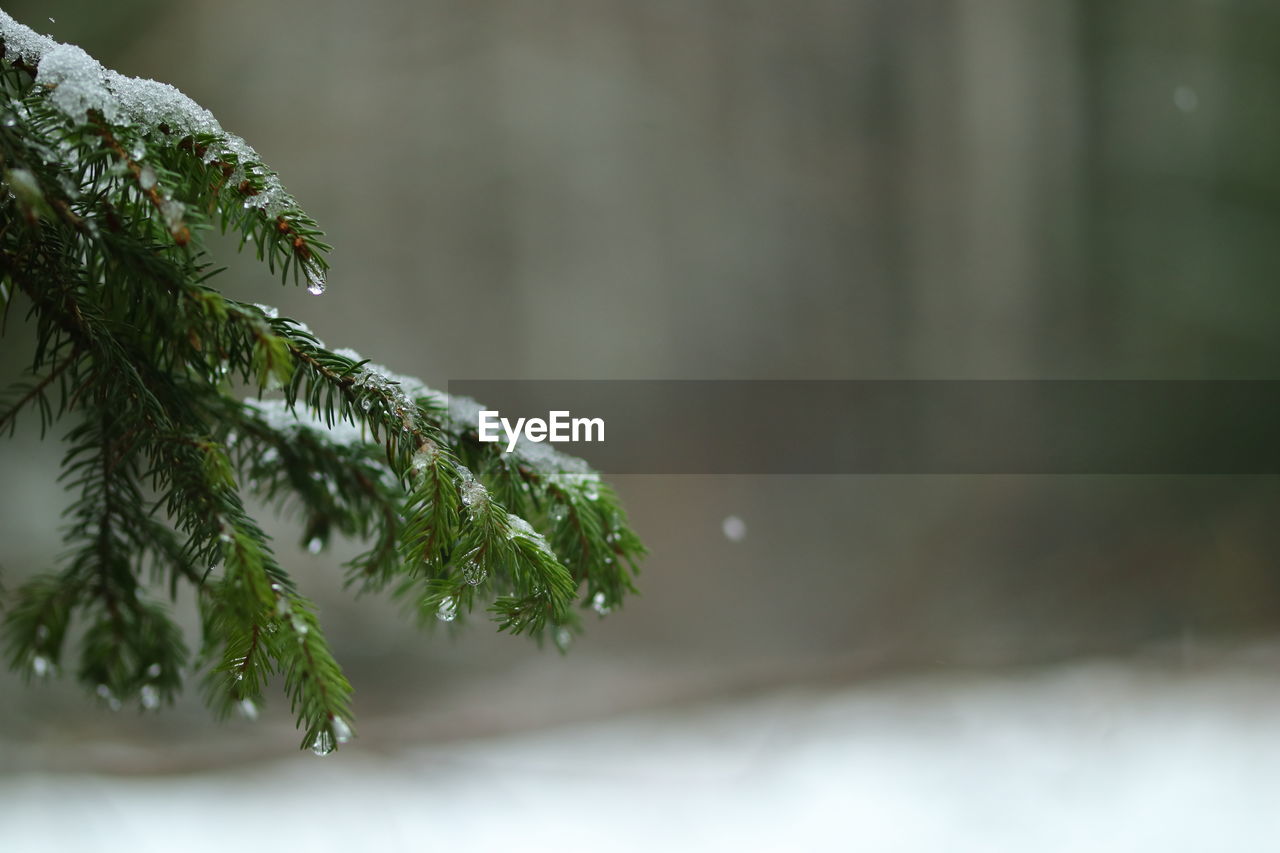 Close-up of pine tree branch during winter
