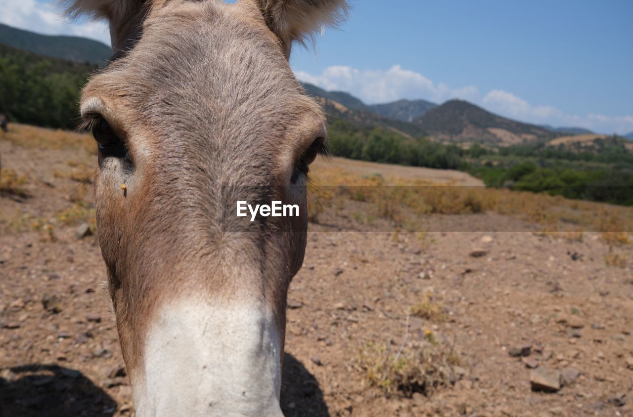 CLOSE-UP PORTRAIT OF A HORSE