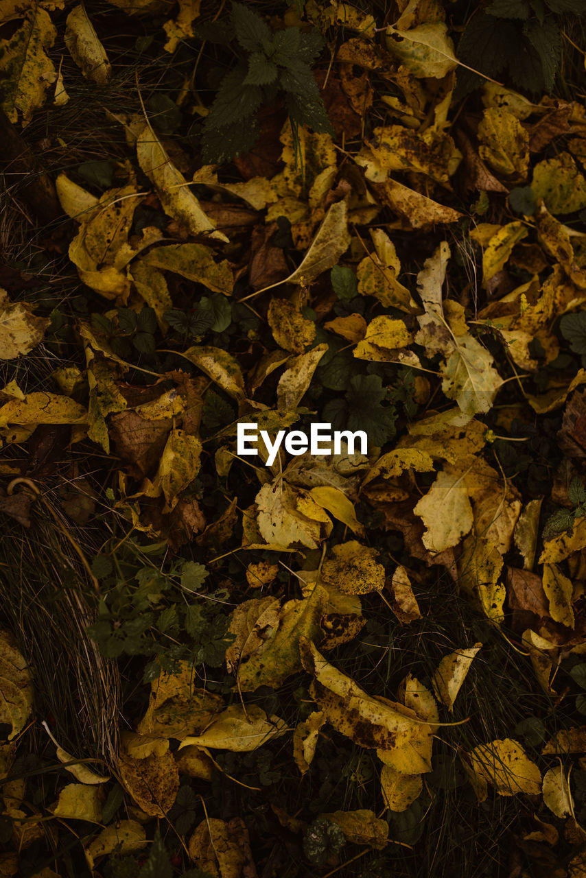 HIGH ANGLE VIEW OF DRIED LEAVES ON PLANT