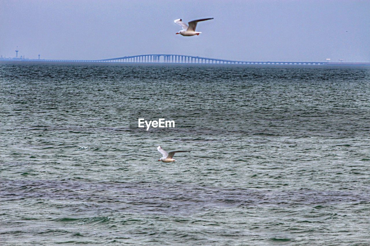 View of birds flying over sea