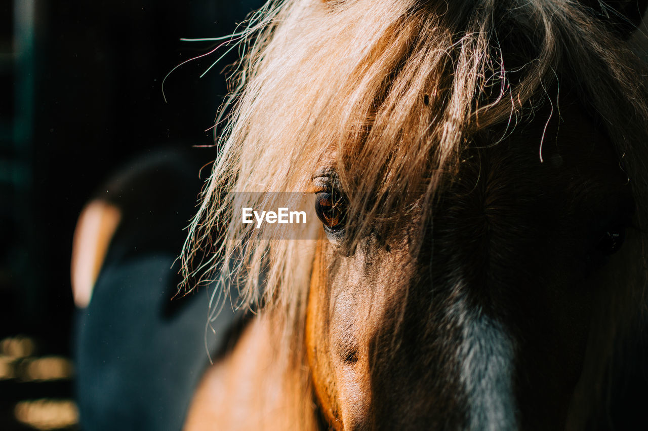 Close-up of a horse