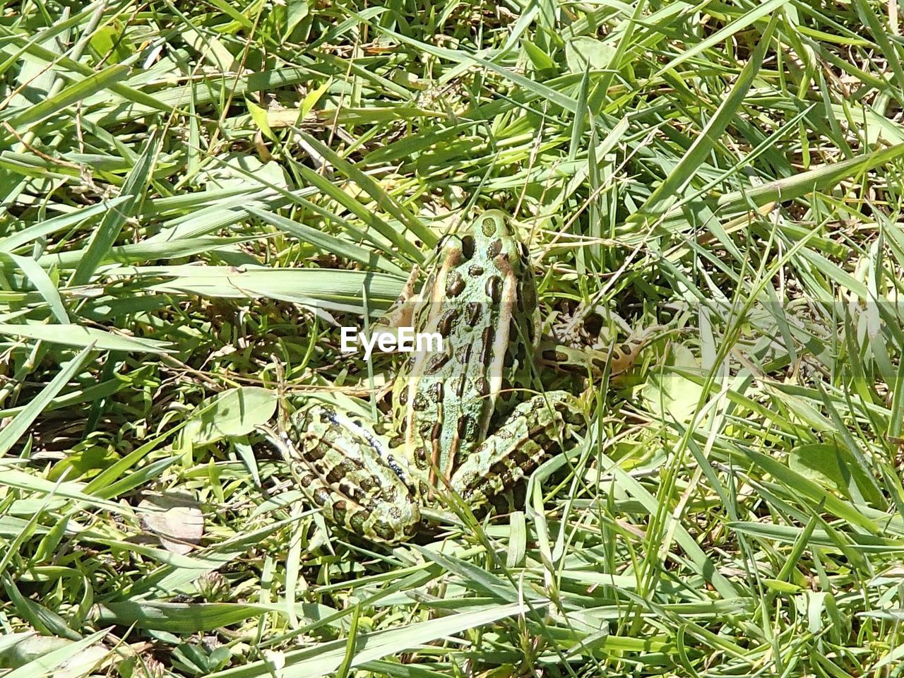 HIGH ANGLE VIEW OF TURTLE ON FIELD