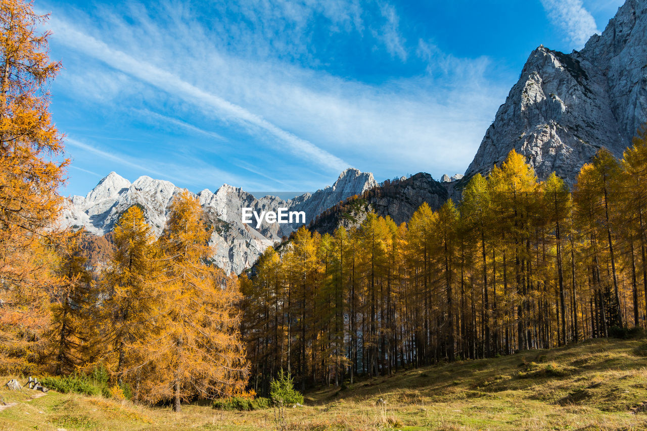 Trees on landscape against sky