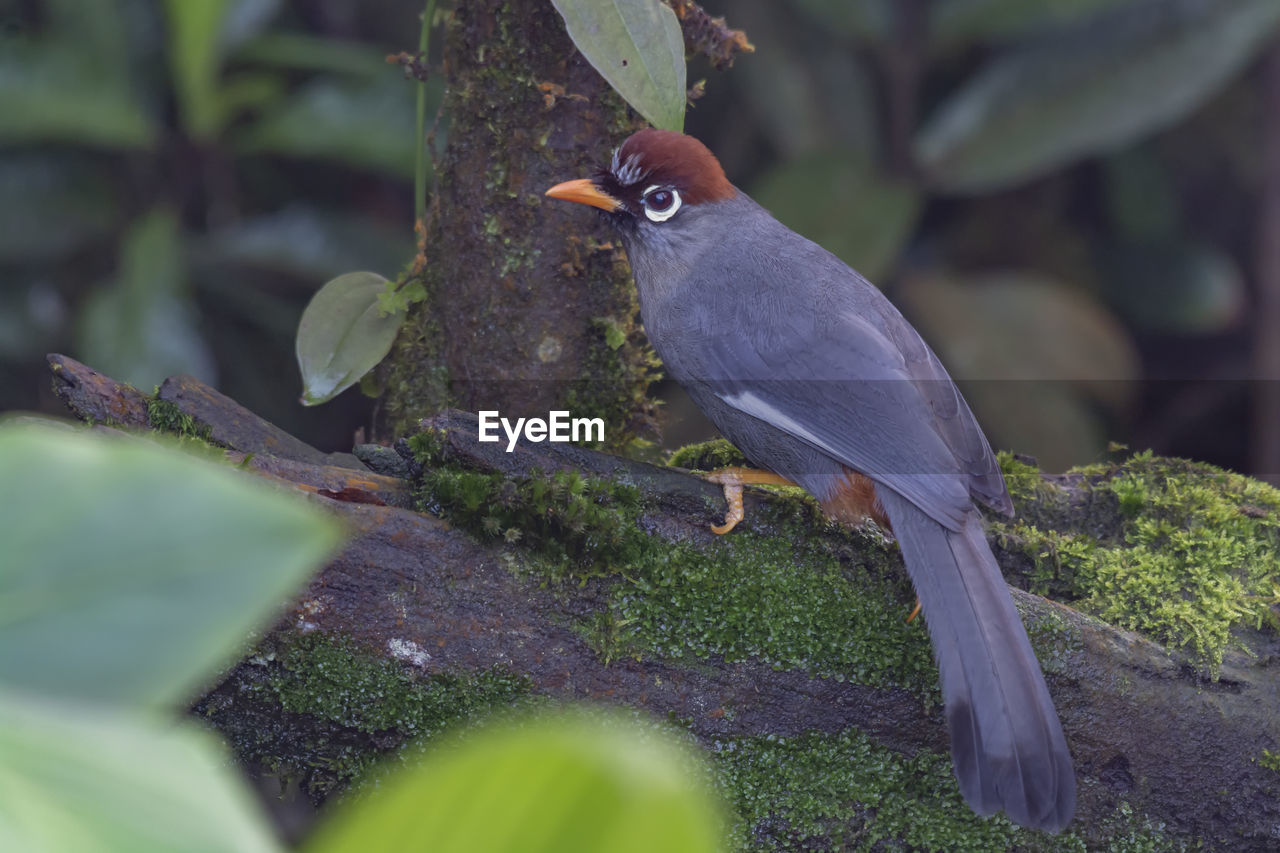 BIRD PERCHING ON A TREE