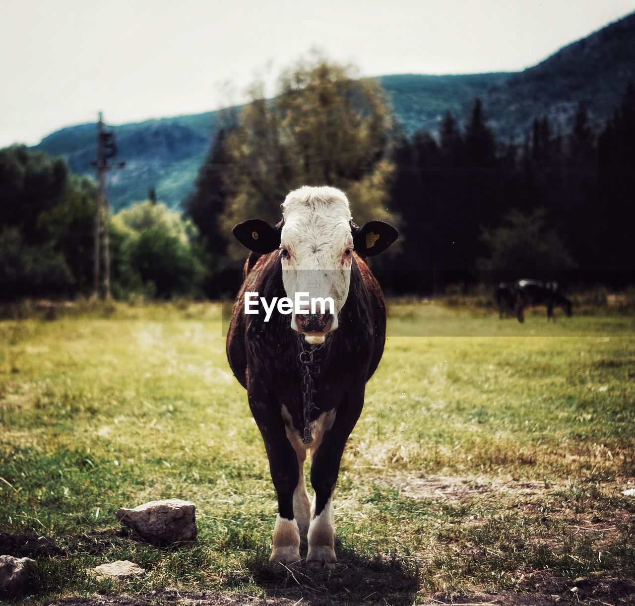 Portrait of cow standing on field