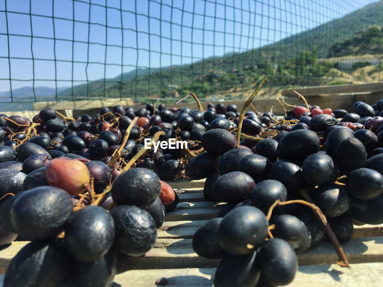 CLOSE-UP OF GRAPES