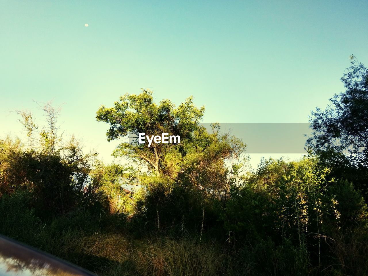 LOW ANGLE VIEW OF TREES AGAINST SKY