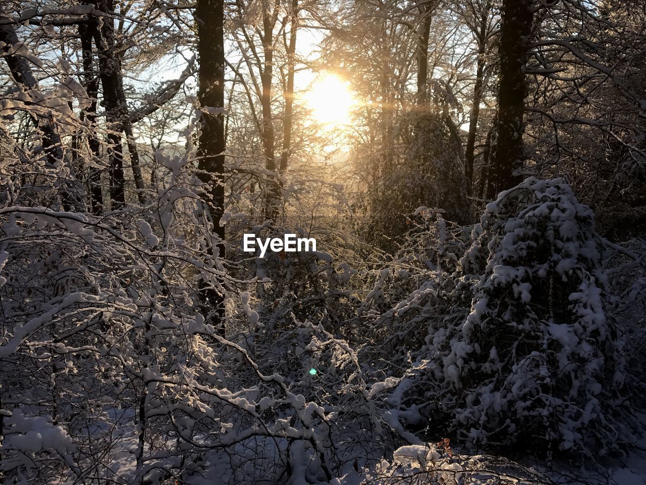 CLOSE-UP OF TREE DURING WINTER