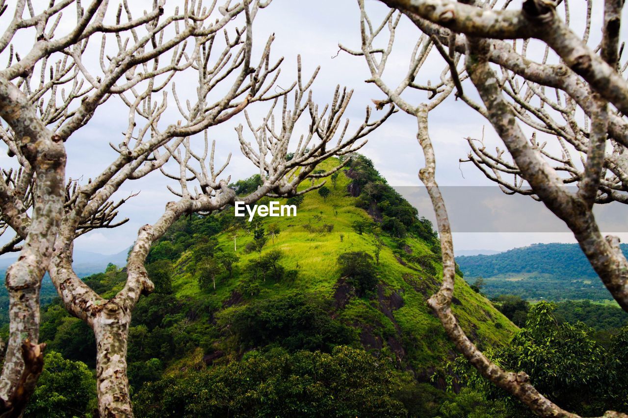 Low angle view of tree against sky