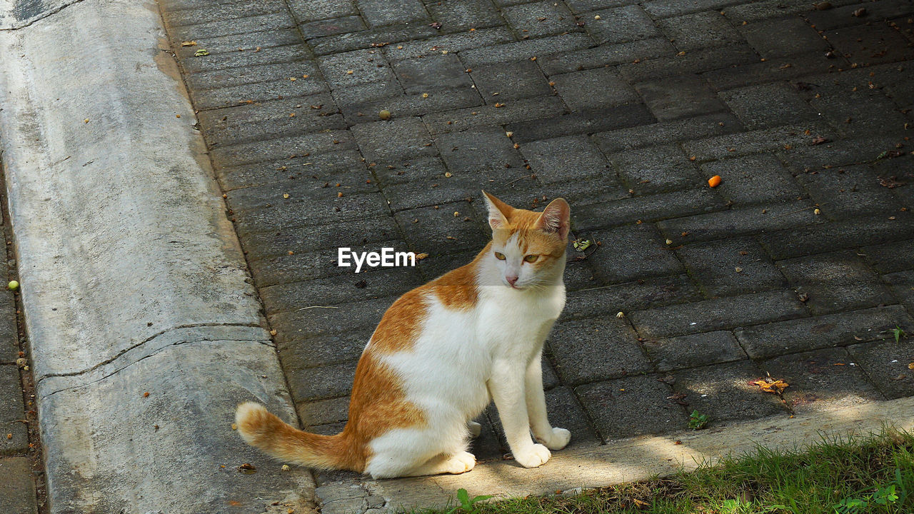 HIGH ANGLE PORTRAIT OF CAT SITTING ON FOOTPATH