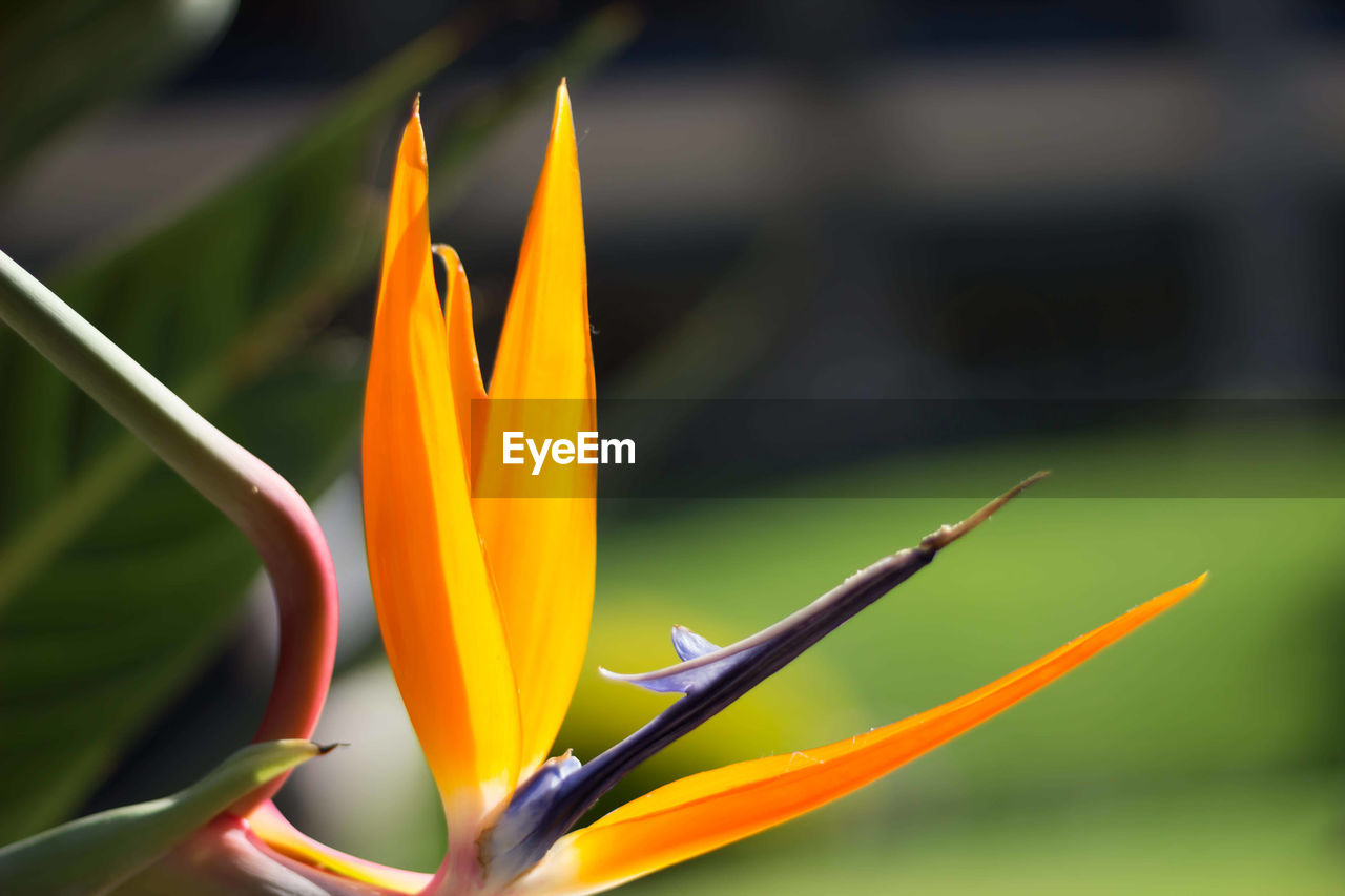 CLOSE-UP OF ORANGE FLOWER