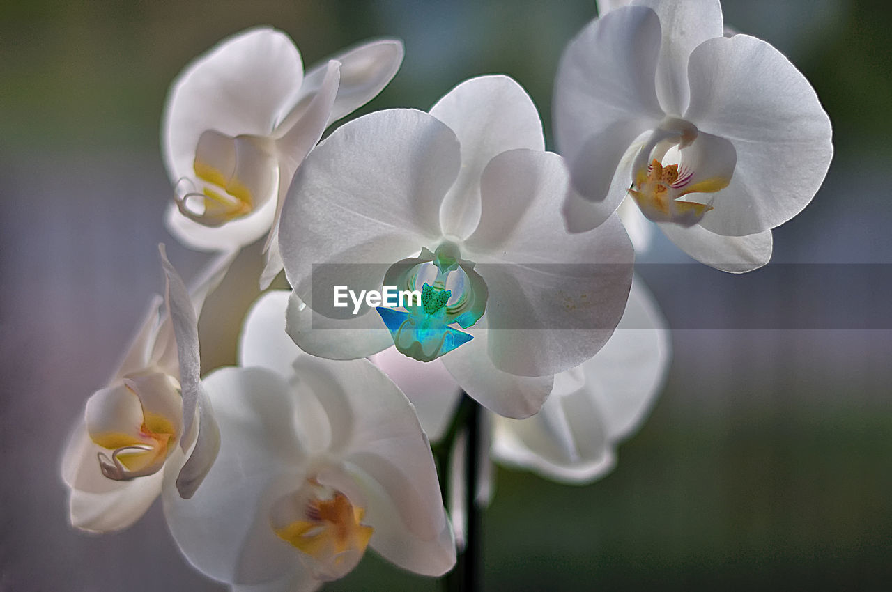 Close-up of white orchids