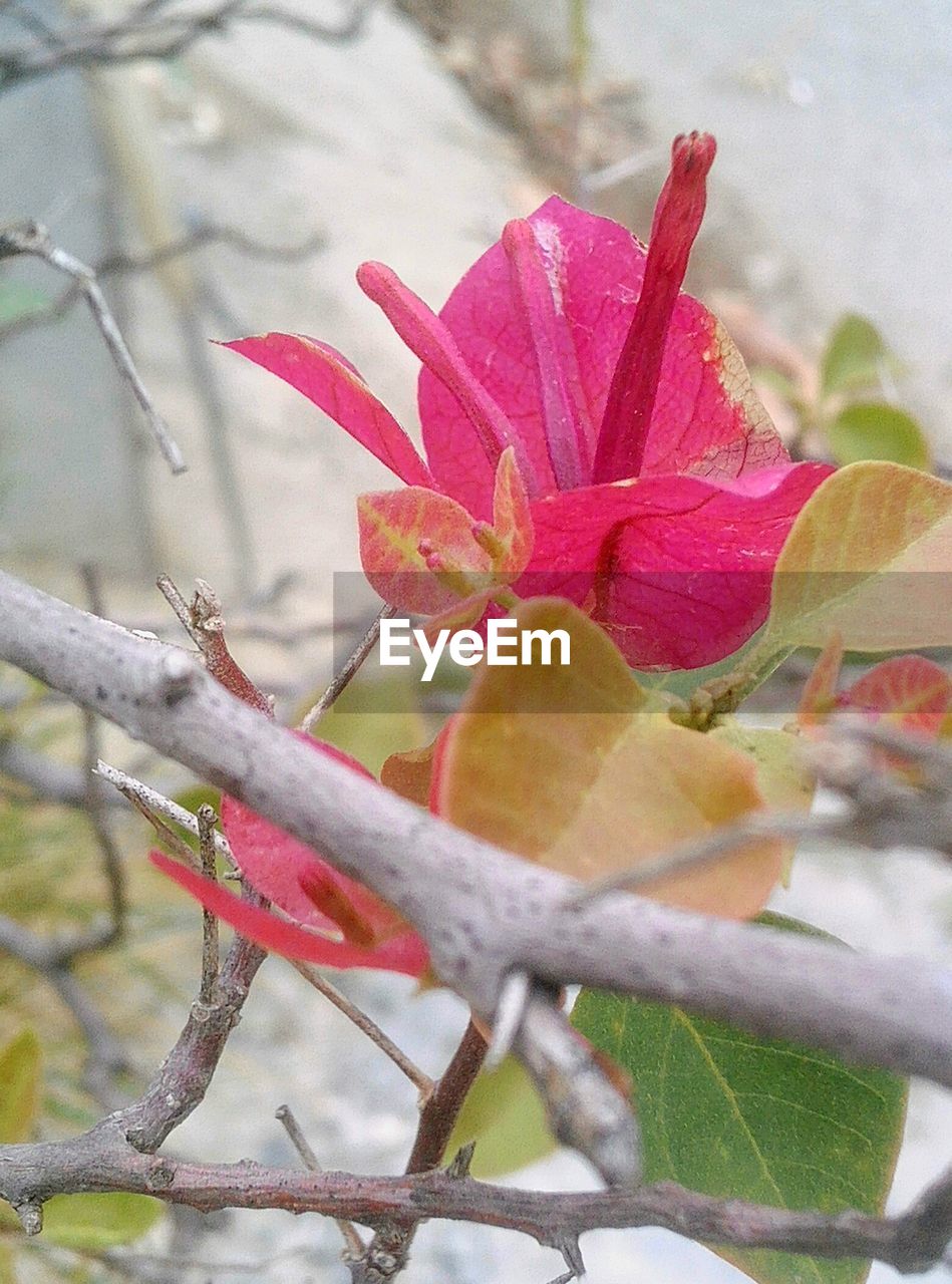 CLOSE-UP OF PINK FLOWERS