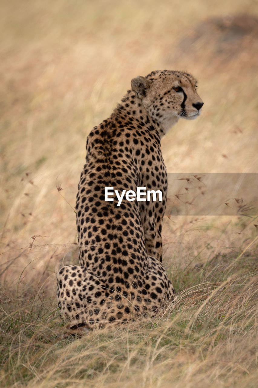 Cheetah sitting on field in zoo