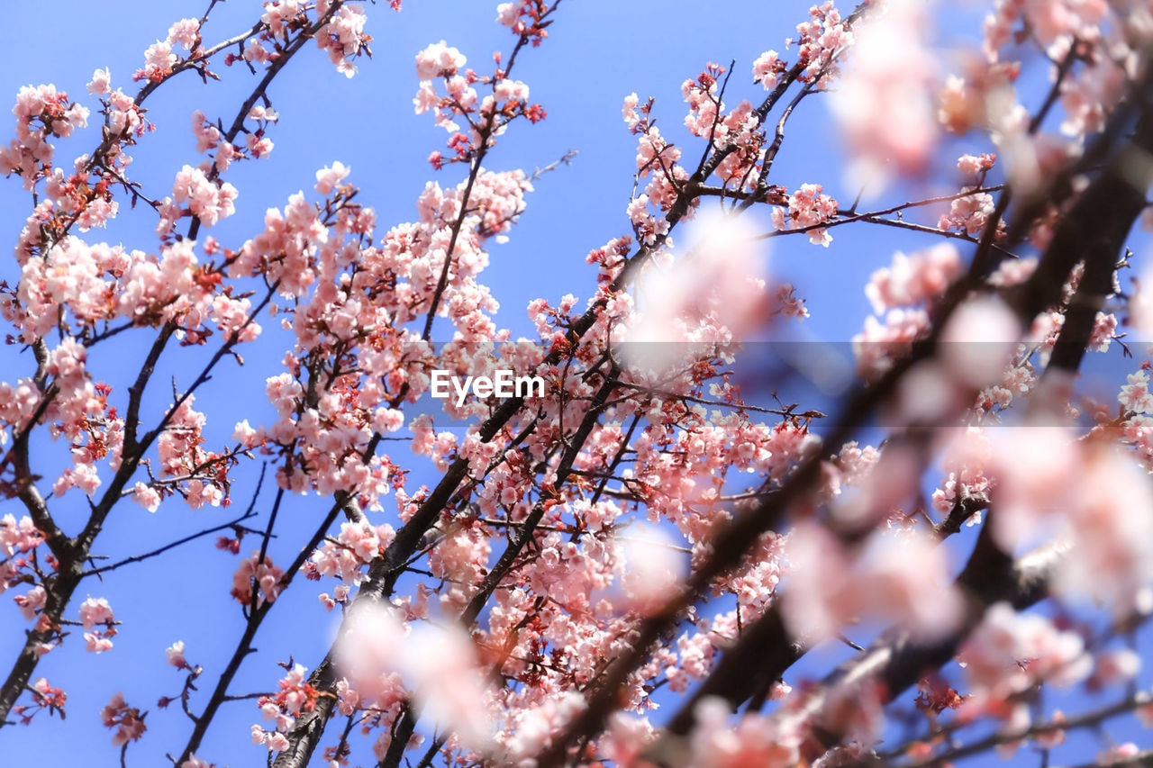 Low angle view of cherry blossom against sky