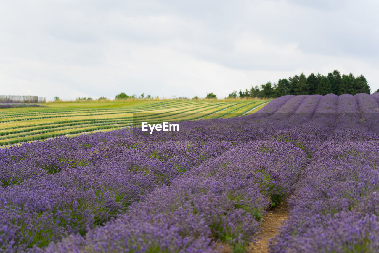 Scenic view of lavender field against sky