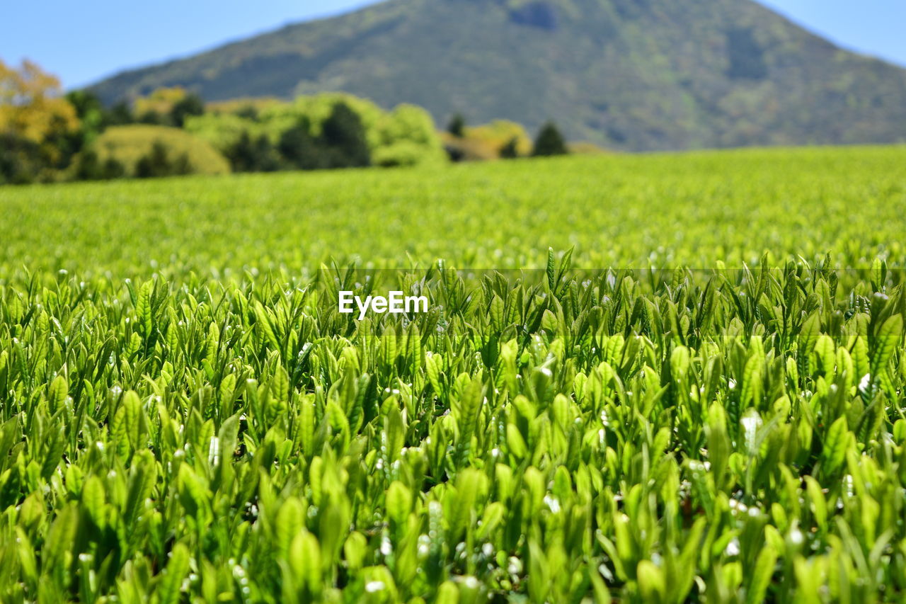 CLOSE-UP OF CORN FIELD