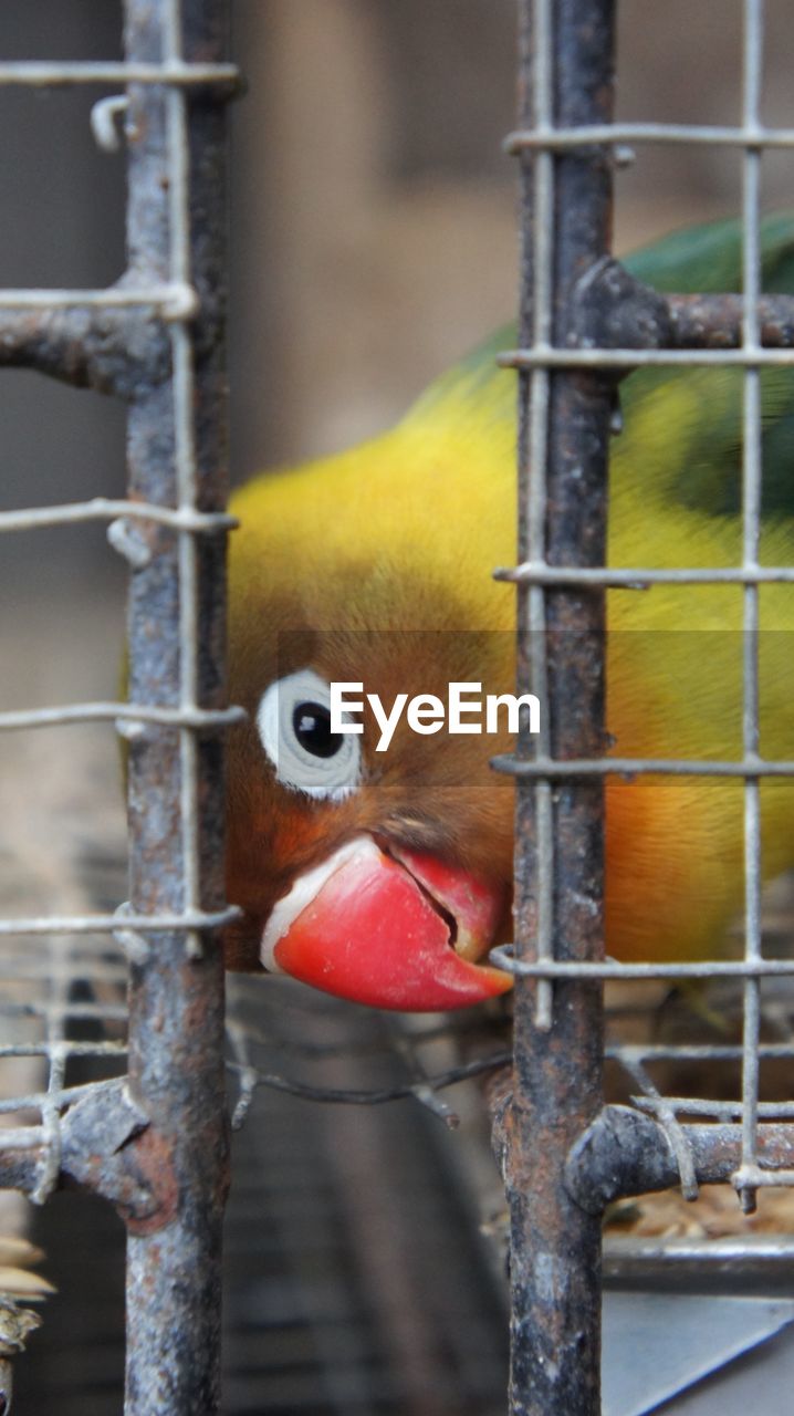 Close-up of lovebird in cage