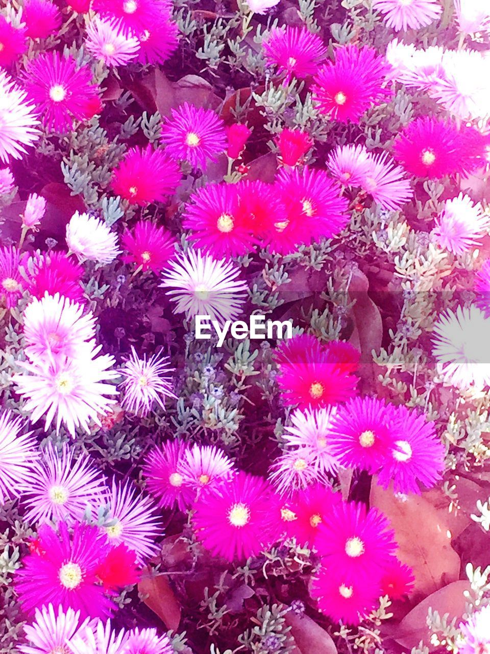 FULL FRAME SHOT OF PURPLE FLOWERS BLOOMING