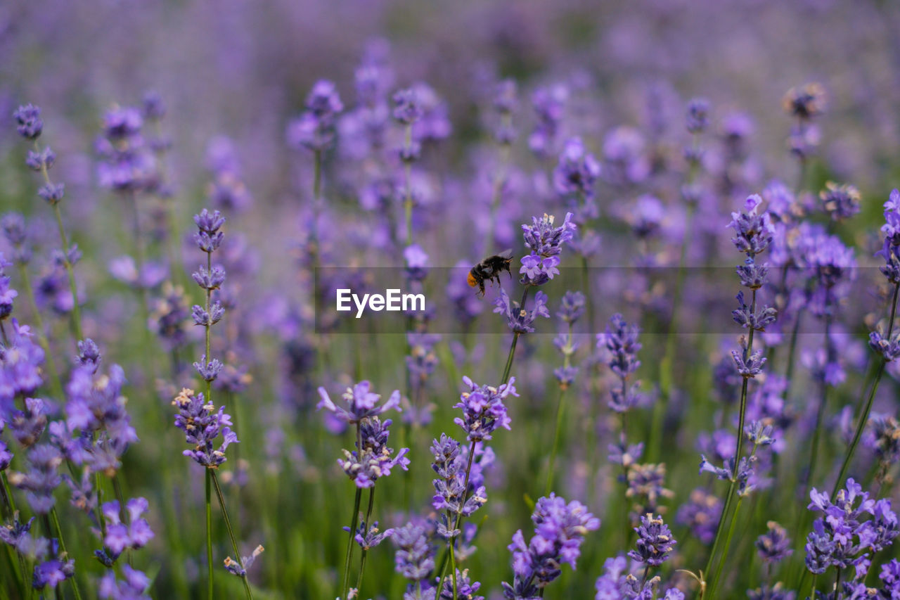 CLOSE-UP OF BEE POLLINATING ON PURPLE FLOWERING