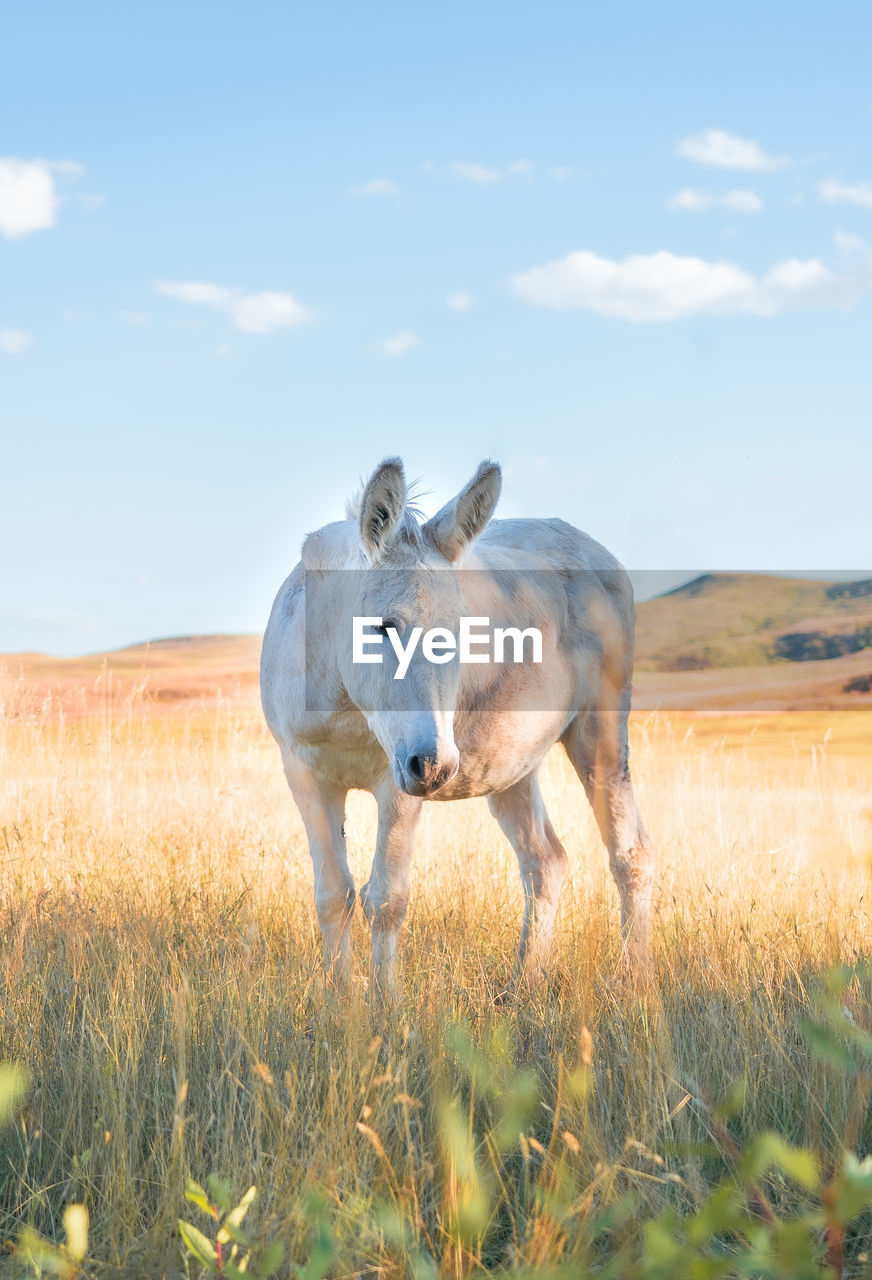 Donkey grazing on field against sky