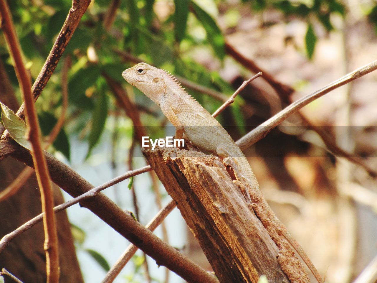 Close-up of a lizard on tree