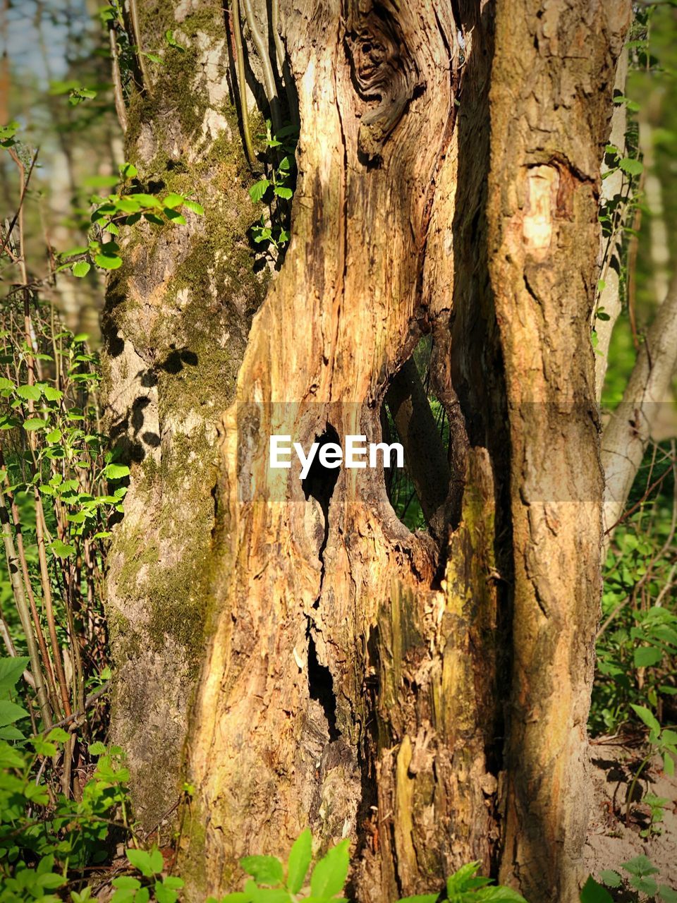 CLOSE-UP OF TREE TRUNKS