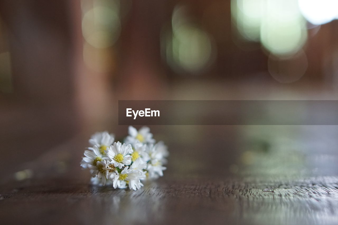 Close-up of white flowering plant on table